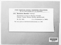 Ramularia buniadis image